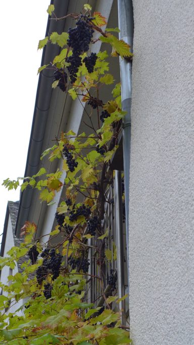 Reben wachsen an einer Wand, mit grünen Blättern und dunklen Trauben.